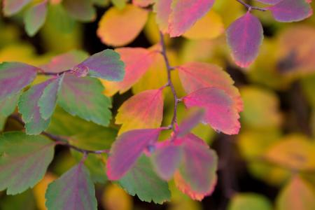 多彩, 叶子, 秋天, 秋天的颜色, 黄色, 11 月, 五颜六色的树叶