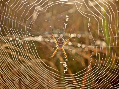 蜘蛛, web, 露水, 早上, 蛛形纲动物, 条纹, 双腿