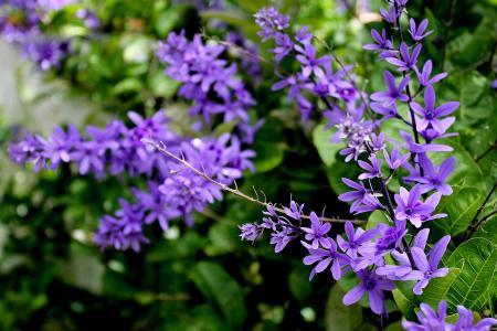 紫罗兰, 花, 田野之花, 自然, 春天, 植物学家, 丁香