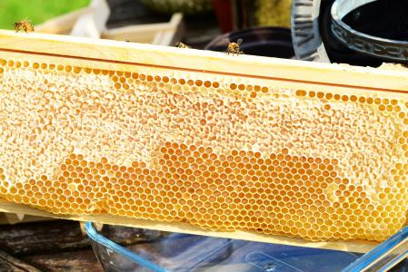 蜜蜂在框架, 蜂蜜, 蜜蜂, 蜂窝状, 超大框架, 蜂蜜收集, 梳子