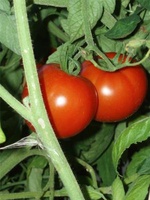 蕃茄在藤, 西红柿, 花园, 红色, 蔬菜, 美味, 有机