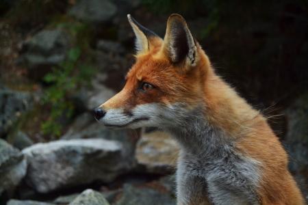 狐狸, 野生动物, 动物, 脸上, 寻找, 自然, 环境