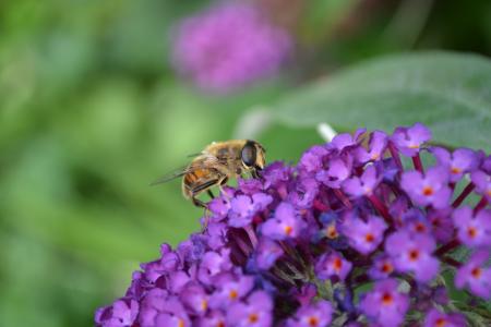 蚜, 大黄蜂模仿, volucella zonaria, 飞, 昆虫, 条纹, 无害的