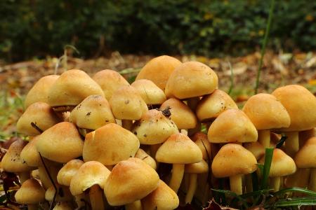 蘑菇, 森林蘑菇, schwammerln, 森林, 黄色蘑菇, 自然, 秋天