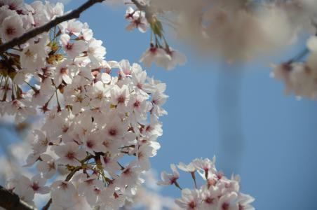 花, 日本, 春天, 绽放, 4 月, 树, 春天