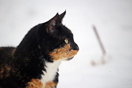 冬天, 猫, 雪, 弗罗斯特, 小猫, mieze, 冻结