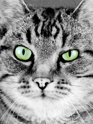 猫, 猫的脸, 肖像, 艺术, 绘画, 猫科动物, 绿色的眼睛