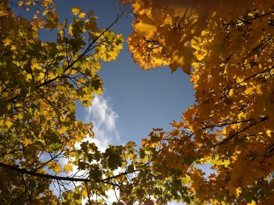 秋天, 自然, 叶, 赛季, 黄色, 树木, 叶子