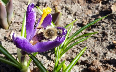 蜜蜂, 番红花, 花蜜, 紫色, 昆虫, 大黄蜂, 自然