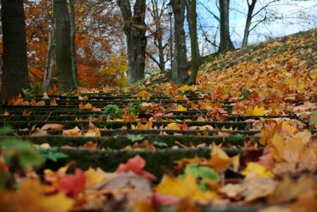 叶子, 秋天, 楼梯, 森林, 青苔