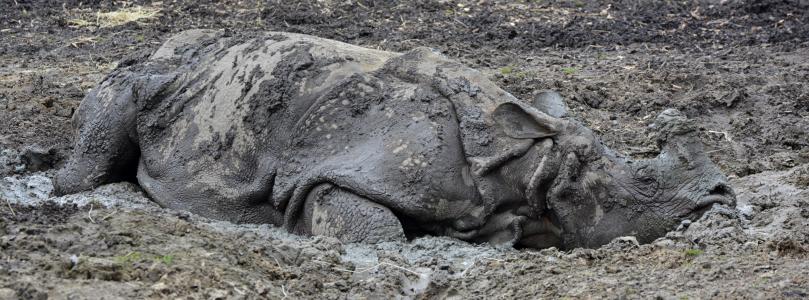 犀牛, 泥浆, 动物, 哺乳动物