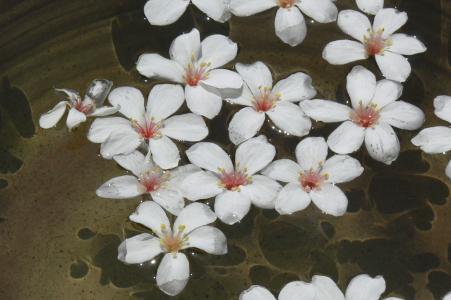 花, 印度, 吴 yuexue