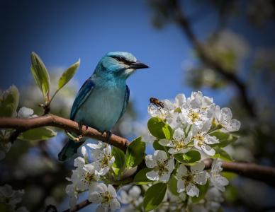 鸟, 蓝色, 心情, 关闭, 自然, 树, 樱花