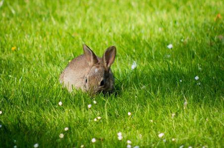 兔子, 草, 草甸, 自然, 毛皮, 动物, 可爱