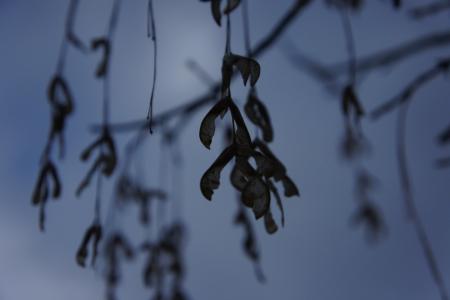 枫树, 叶子槭籽, 冬天, 老, 自然, 天空, 灰色