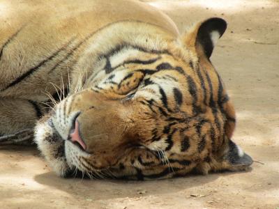 老虎, 睡眠, 头, 睡觉, 动物, 脸上, 毛皮