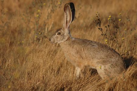 californicus, 兔, 长耳大野兔, 尾, 兔子, 小兔子, 动物