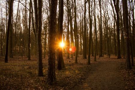 森林, 太阳, 日落, 光, 秋天, 自然, 树