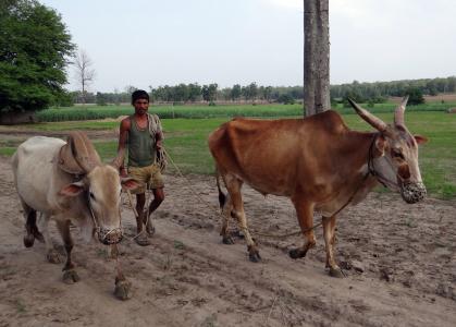 牛, unyoked, 住, 农民, 农村, 卡纳塔克, 印度