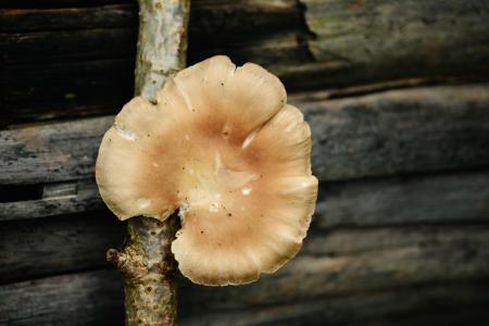 树真菌, 蘑菇, 树上的蘑菇, 秋天, 部落, 木材, 真菌