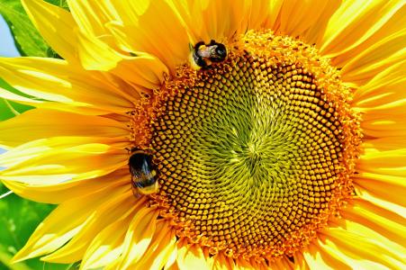 太阳花, 黄蜂, 夏季, 花园, 开花, 绽放, 黄色