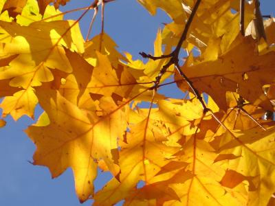 红橡木, 橡树叶, 秋天, 叶子, 金, 黄色, 明亮的黄色