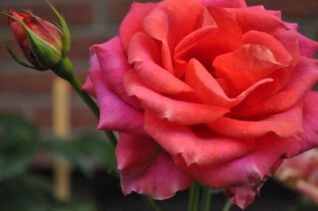 玫瑰绽放, 粉色, 花, 玫瑰花园, 粉红色的花瓣