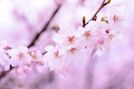 植物, 春天, 花, 日本, 粉色, 自然, 樱桃