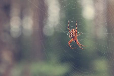 秋天, 森林, 蜘蛛, 蜘蛛网, 蜘蛛网, 动物主题, 在野外的动物