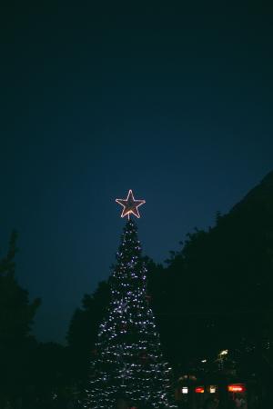 晚上, 圣诞节, 光, 外面, 树木, 植物, 天空
