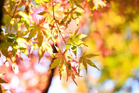 日本, 景观, 自然, k, 木材, 秋天, 植物