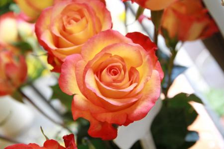 上升, 花, 粉红色的玫瑰, 玫瑰-花, 自然, 花, 红色