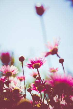 花, 粉色, 粉红色的花朵, 自然, 花香, 夏季, 颜色