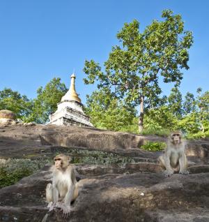 缅甸, 猴子, 亚洲, 缅甸, 旅行