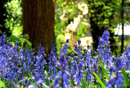 英国, 植物区系, 绿色, 蓝铃花, 花, 蓝色, 紫色