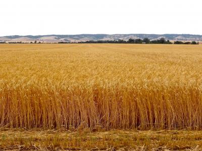 小麦, 作物, 粮食, 收获, 农场, 麦片, 种子