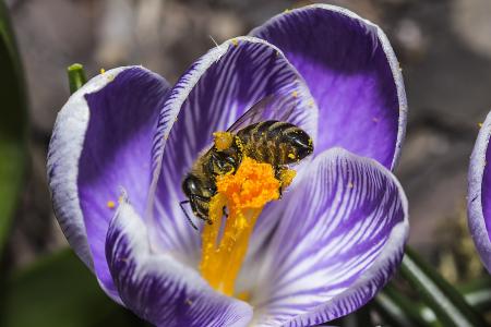 蜜蜂, 番红花, 春天, 自然, 昆虫, 植物, 紫色