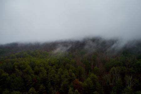 雾, 山, 伍兹, 森林, 绿色, 空中, 自然