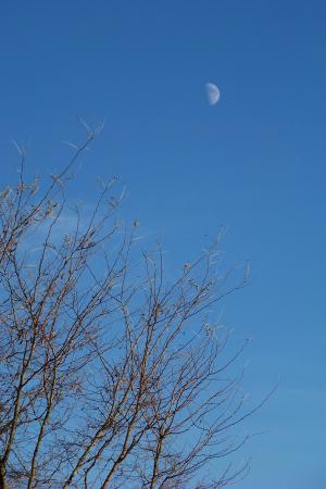 月亮, 树, 天空, 清除, 蓝色, 白天, 半个月亮