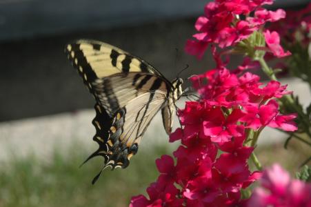 蝴蝶, 只黄色的蝴蝶, 蝴蝶花, 花, 自然, 粉红色的花朵