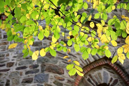 叶子, 树, 分公司, 墙上, 砌体, 秋天