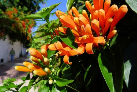 橙花, 特内里费岛, 小巷, 黄色, 自然, 花, 植物