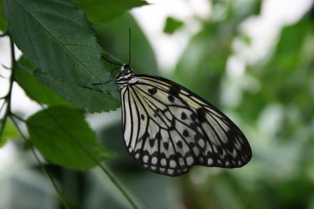 蝴蝶, 对比, 自然