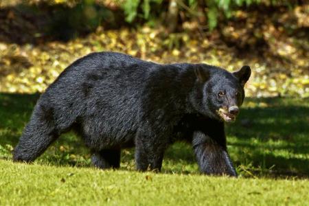 黑熊, 熊, 路易斯安那州, 路易斯安那黑熊, 黑色, 动物, 野生动物