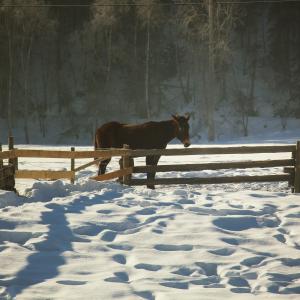 马, 栅栏, 农场, 冬天, 草原, 雪, 阴影