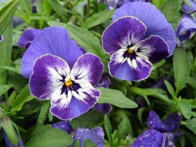 三色堇, 中提琴, 紫色, 紫罗兰色, 蓝色, 开花, 绽放