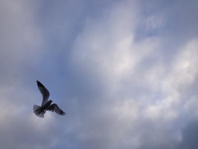海鸥, 天空, 云彩, 飞, 鸟, 自然, 飞行
