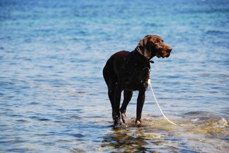 狗, 海, 水, 夏季