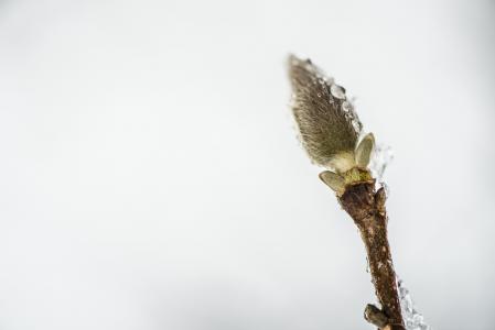 柔荑花序, 冻结, 冰, 冬天, 透明, 弗罗斯特, 植物