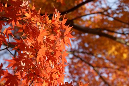 枫树, 日本枫树, momiji, 秋天, 叶, 自然, 日语